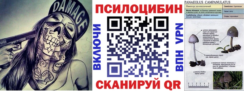 Галлюциногенные грибы Psilocybe  где можно купить наркотик  Светлый 